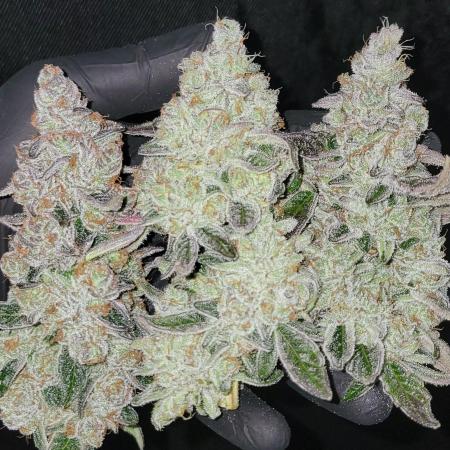 Blue Joker - VibeZero Genetics