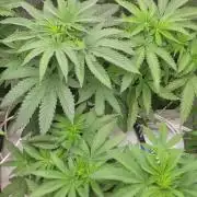 Biofilm - VibeZero Genetics