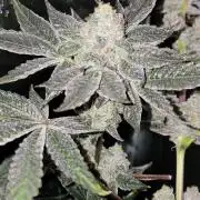 Gelato Hunt