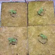 Biofilm - VibeZero Genetics