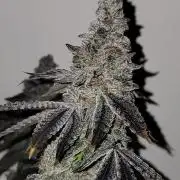 Biofilm - VibeZero Genetics