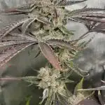 Blue Permanent Power