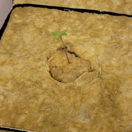 Krazy Fruit - VibeZero Genetics
