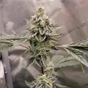 Blue Joker - VibeZero Genetics