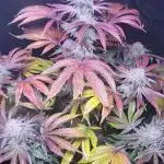 Purple Miracle
