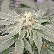 Krazy Fruit - VibeZero Genetics