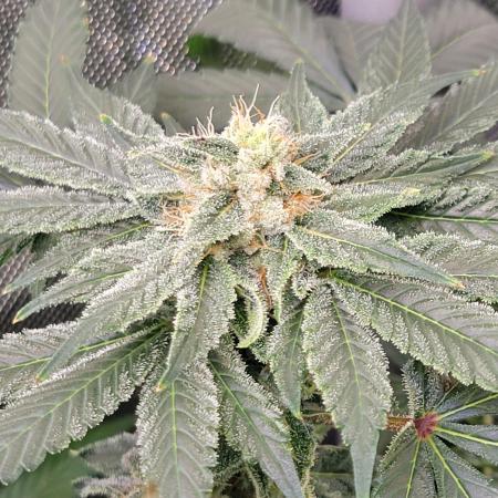 Krazy Fruit - VibeZero Genetics