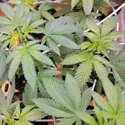 Blue Joker - VibeZero Genetics