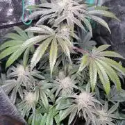 Biofilm - VibeZero Genetics