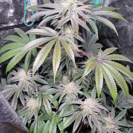 Biofilm - VibeZero Genetics