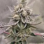 Blue Joker - VibeZero Genetics