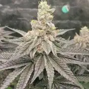 Biofilm - VibeZero Genetics