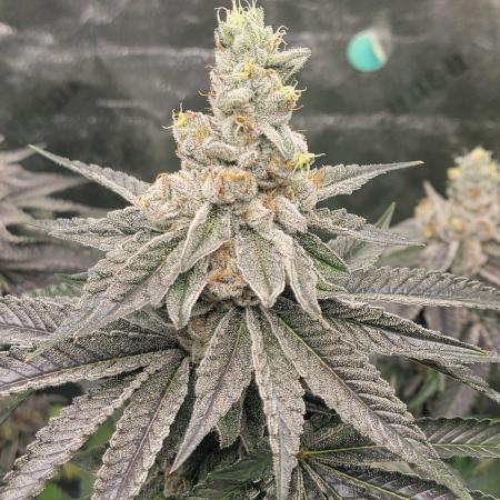 Biofilm - VibeZero Genetics