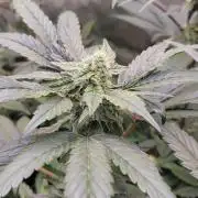 Blue Joker - VibeZero Genetics