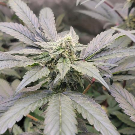 Blue Joker - VibeZero Genetics