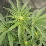 Biofilm - VibeZero Genetics