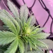 OG Kush, first Grow Experience
