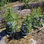 Cannabis in Hyperborea
