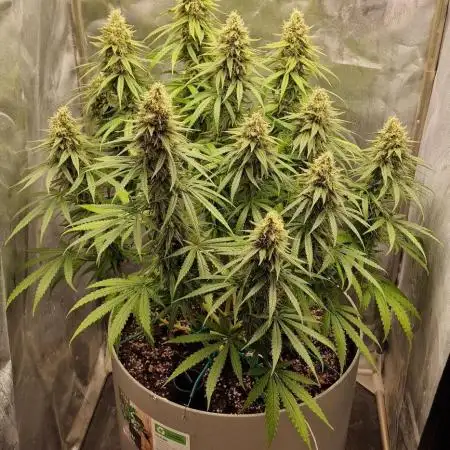 Tangerine Dream vol. 2