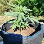Cannabis in Hyperborea