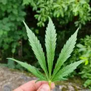 Cannabis in Hyperborea
