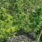 Guerilla grow at 60° northern latitude