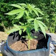 Cannabis in Hyperborea