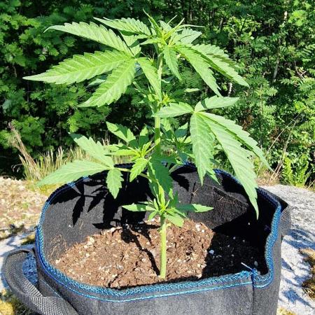 Cannabis in Hyperborea