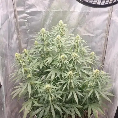 Tangerine Dream
