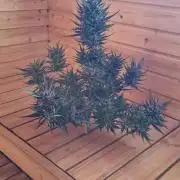 Hyperborean forest garden