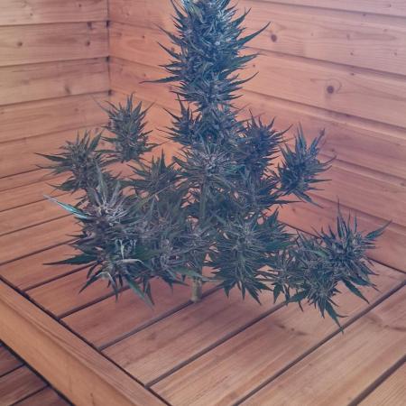 Hyperborean forest garden