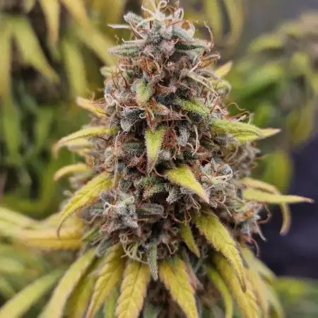 Tangerine Dream vol. 2