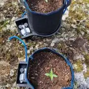 Cannabis in Hyperborea