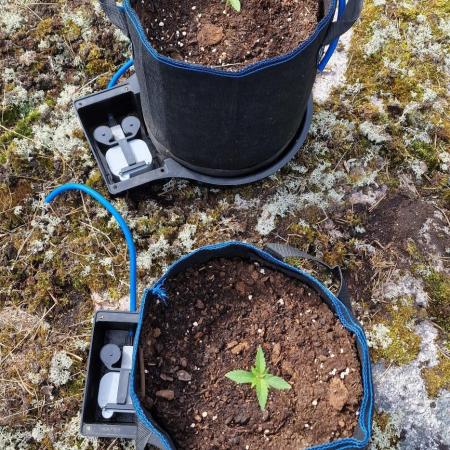 Cannabis in Hyperborea