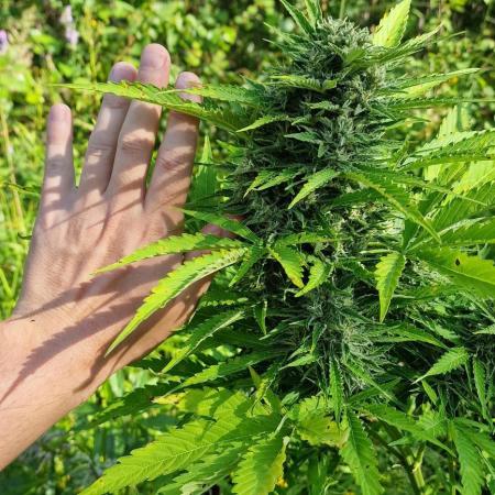 Guerilla grow at 60° north latitude
