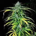 Guerilla grow at 60° northern latitude