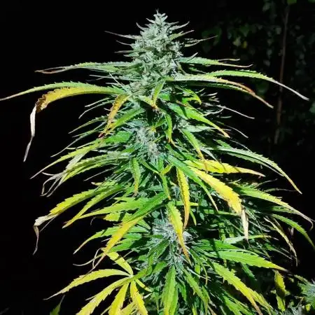 Guerilla grow at 60° northern latitude