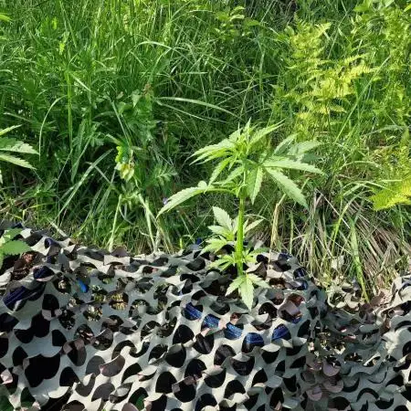 Guerilla grow at 60° north latitude