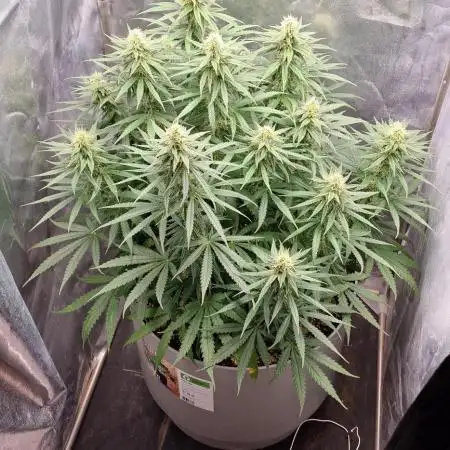 Tangerine Dream