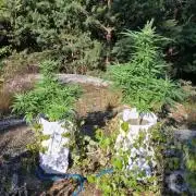 Cannabis in Hyperborea