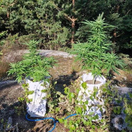 Cannabis in Hyperborea