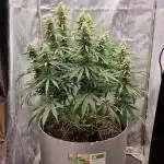 Tangerine Dream