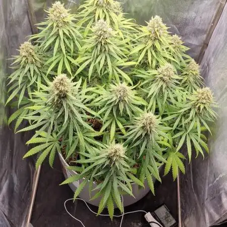 Tangerine Dream vol. 2