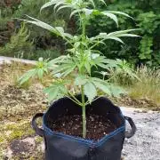 Cannabis in Hyperborea