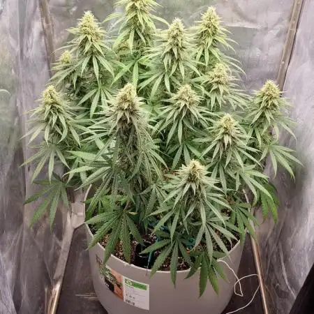 Tangerine Dream vol. 2