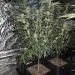 Growbags diary