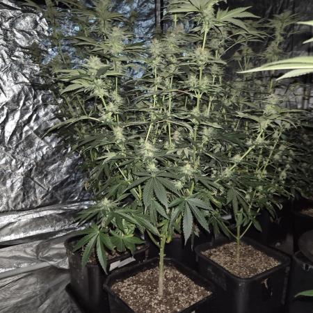 Growbags diary