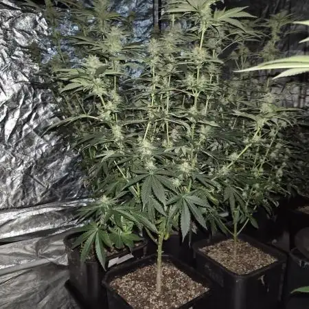 Growbags diary