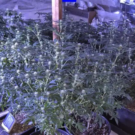 Growbags diary