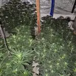 Growbags diary
